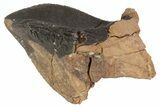 Triceratops Tooth Crown - South Dakota #70142-3